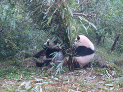 panda1.JPG