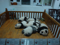 panda2.JPG