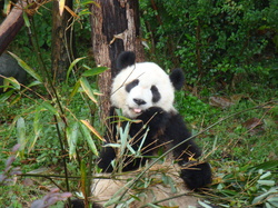 panda3.JPG